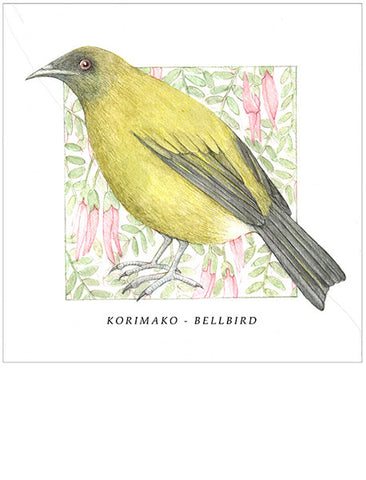 Birds of the Doubtful Valley - Bellbird or korimako