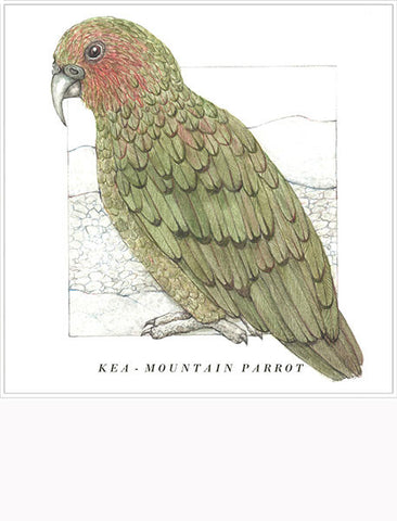 Birds of the Doubtful Valley - Kea